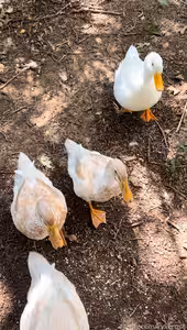 kylierose's pic #fy_687225615467687936_0