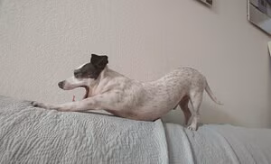 Sneakykirby's pic #4276144